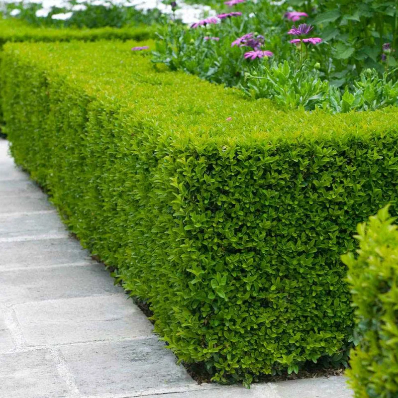 Gard Viu - Lemn Câinesc - Ghiveci 3 L - Înălțime 60 - 70 cm 2