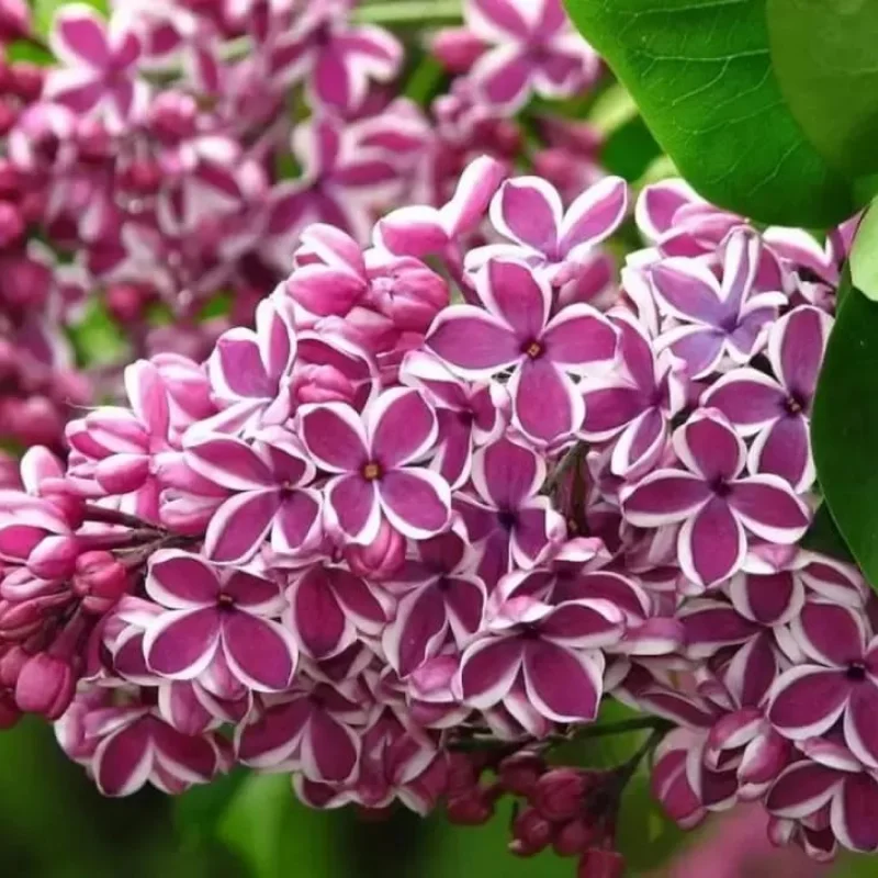 Liliac-Double-Color Liliac Double Color - Ghiveci 2 l - Inaltime 50 - 70 cm 1