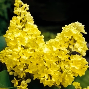 Liliac Galben - Ghiveci 2 l - Inaltime 50 - 70 cm 1