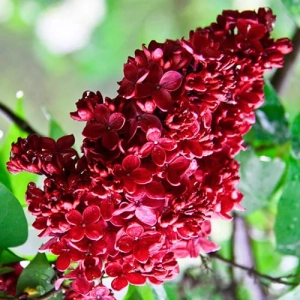 Liliac Rosu - Ghiveci 2 l - Inaltime 50 - 70 cm 1