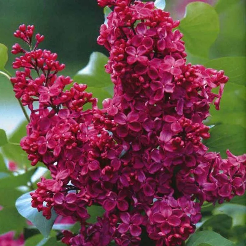 Liliac-Violet Liliac Violet - Ghiveci 2 l - Inaltime 50 - 70 cm 1