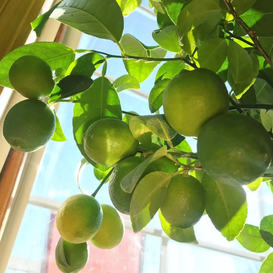 Lămâi Verde Mexican Lime la Ghiveci 10 l - Inaltime 60-70 cm - Cu Fruct la Livrare 2