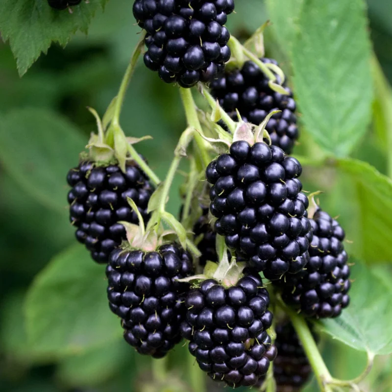 Arbust fructifer - Mur Pomosior Anul 3 - Lubera Navaho - Inaltime 1 - 1.20 m cu Radacina Impachetata 2