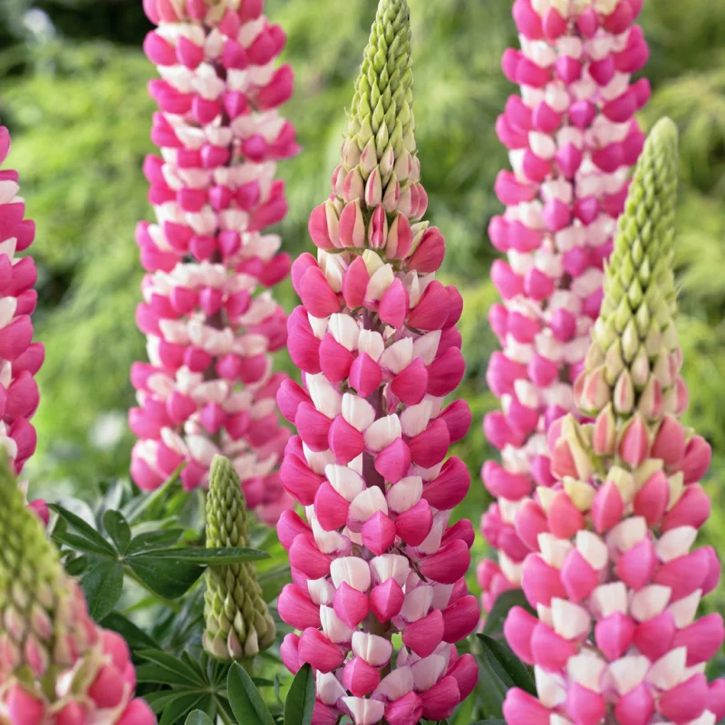 Lupin Rachel de Thame 1