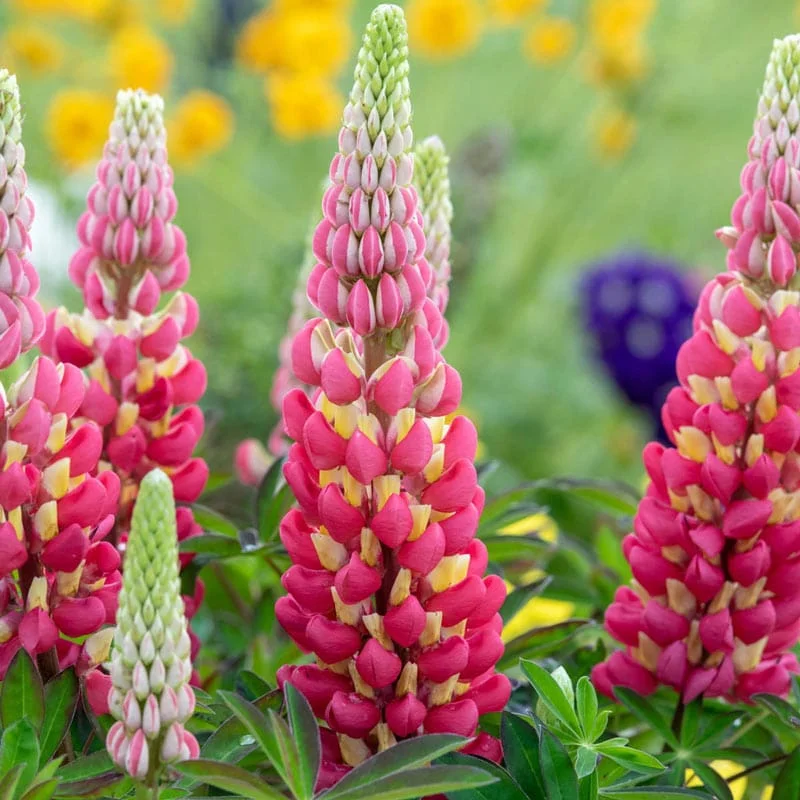 Lupin-Tequila-Flame Lupin Tequila Flame 1