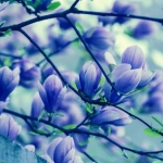 Magnolia Blue Opal - Ghiveci 3 L - Inaltime 60 - 80 cm 1