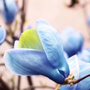 Magnolia Blue Opal - Ghiveci 3 L - Inaltime 60 - 80 cm 2