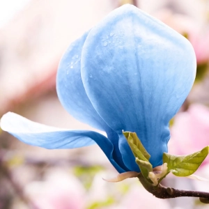 Magnolia Blue Opal - Ghiveci 3 L - Inaltime 60 - 80 cm 3