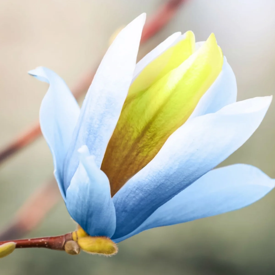 Magnolia Blue Opal - Ghiveci 3 L - Inaltime 60 - 80 cm 4