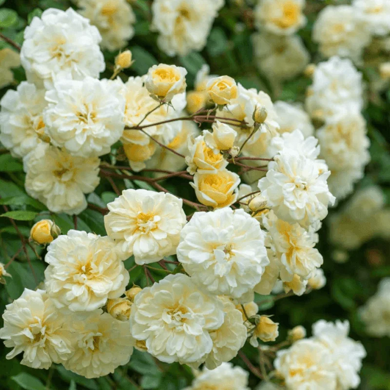 Trandafir Catarator "David Austin - Malvern Hills" - Ghiveci 4 L - Anul 4 2