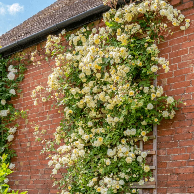 Trandafir Catarator "David Austin - Malvern Hills" - Ghiveci 3L - anul 3 1