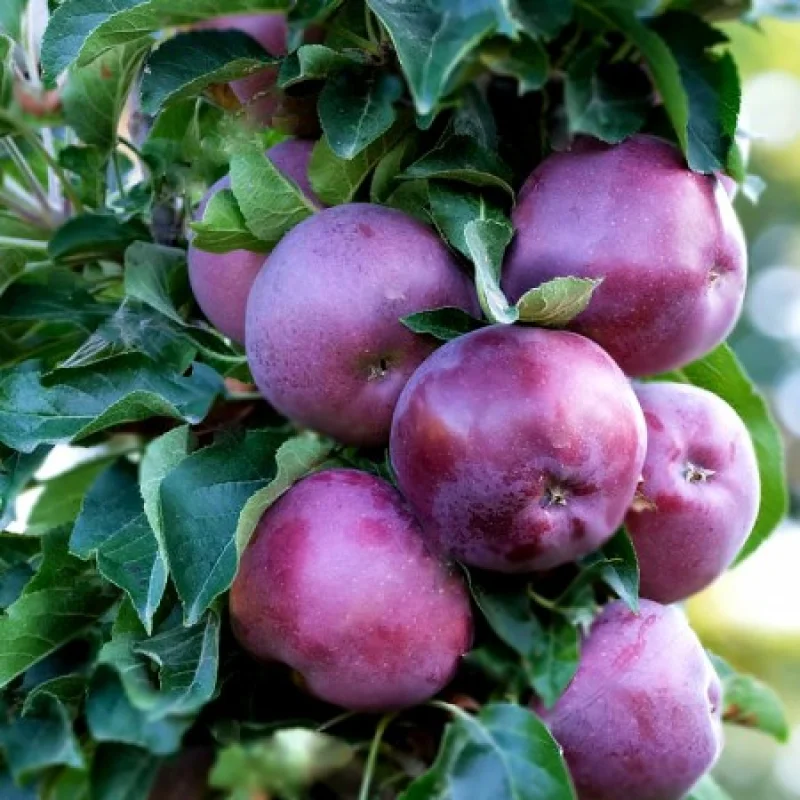 Mar-Columnar-Blue-Moon Pom Fructifer - Mar Columnar Blue Moon Anul 3 - Ghiveci 3 l - Inaltime 80 - 120 cm 1