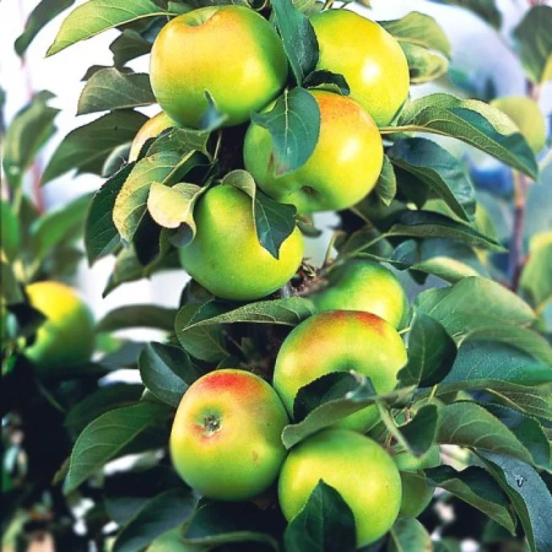 Mar-Columnar-Bolero Pom Fructifer - Mar Columnar Bolero Anul 3 - Ghiveci 3 l - Inaltime 80 - 120 cm 1