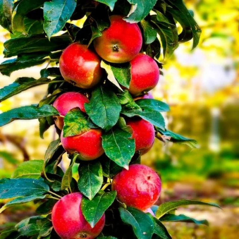 Mar-Columnar-North-Pole Pom Fructifer - Mar Columnar North Pole Anul 3 - Ghiveci 3 l - Inaltime 80 - 120 cm 1