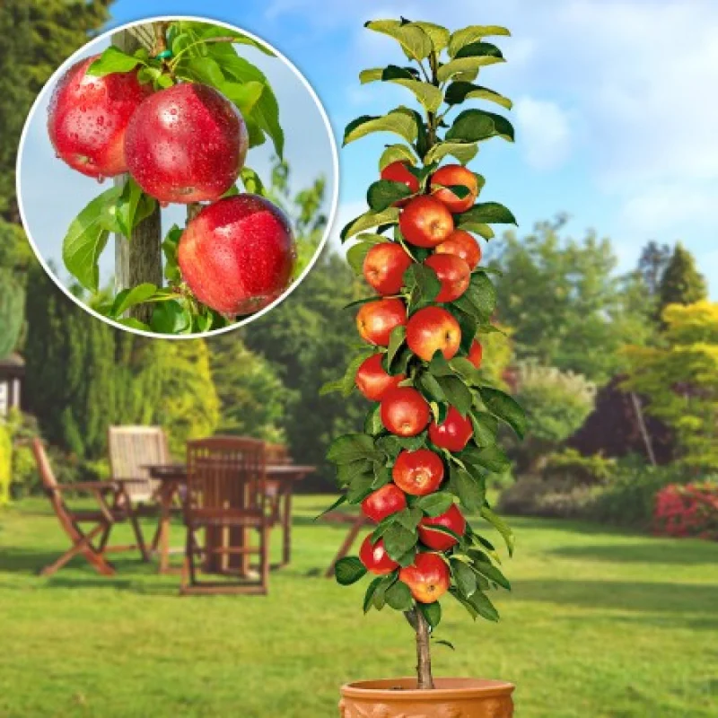 Pom Fructifer - Mar Columnar Polka Anul 3 - Ghiveci 3 l - Inaltime 80 - 120 cm 1