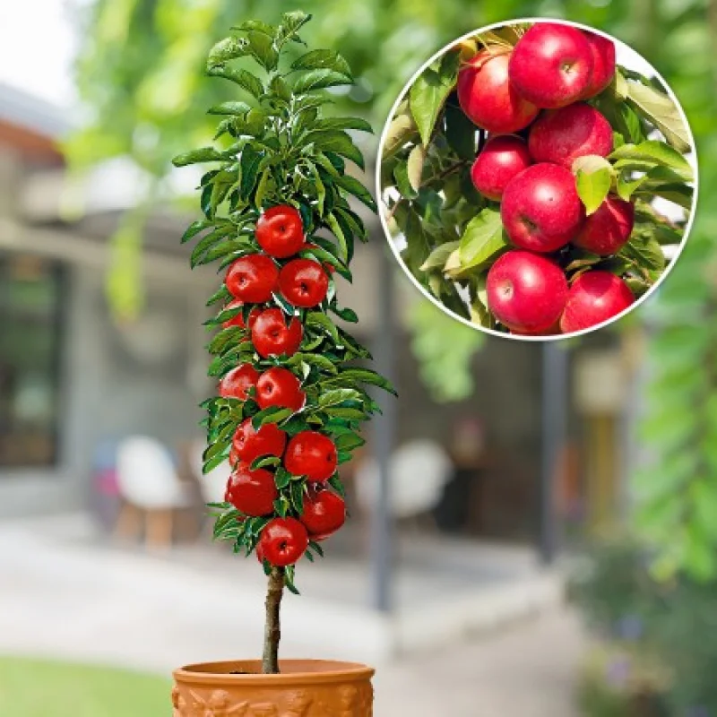 Mar-Columnar-Red-River Pom Fructifer - Mar Columnar Red River Anul 3 - Ghiveci 3 l - Inaltime 80 - 120 cm 1