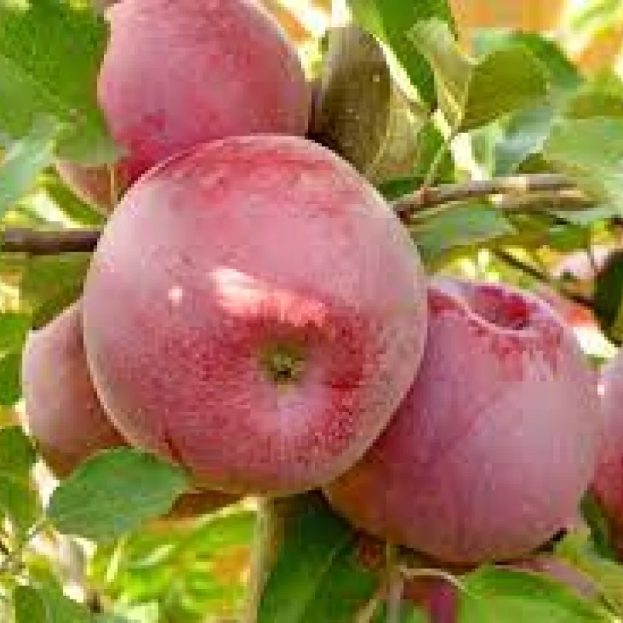 Pom Fructifer - Mar Florina ( 20 bucati ) 1