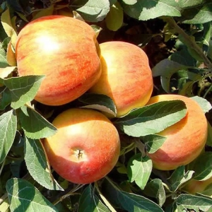 Pom Fructifer - Mar Generos ( 20 bucati ) 1