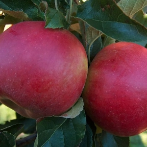 Pom Fructifer - Mar Idared ( 20 bucati ) 1