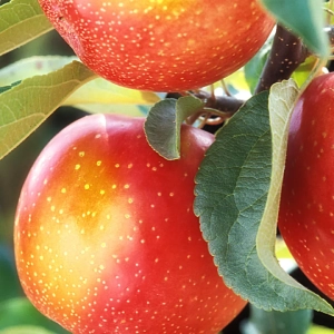 Pom Fructifer - Mar Jonathan ( 20 bucati ) 1