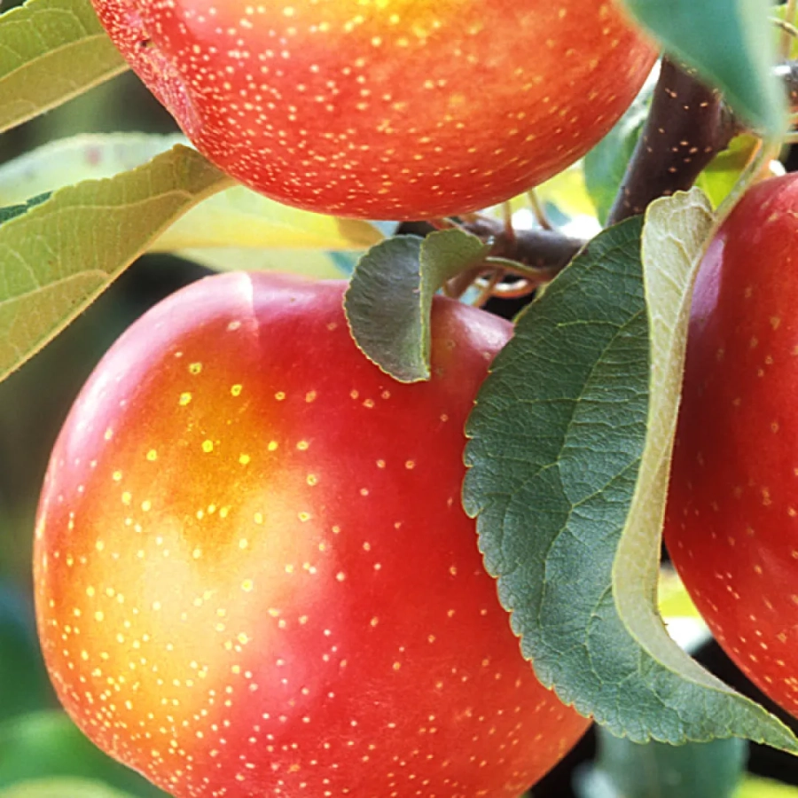 Mar-Jonathan-2939 Pom Fructifer - Mar Jonathan ( 20 bucati ) 1