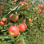 Pom Fructifer - Mar Parmen Auriu ( 20 bucati ) 1