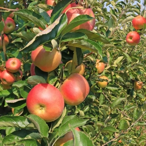 Pom Fructifer - Mar Parmen Auriu ( 20 bucati ) 1