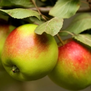 Pom Fructifer - Mar Poinic ( 20 bucati ) 1