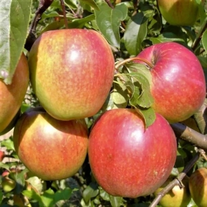 Pom Fructifer - Mar Rewena ( 20 bucati ) 1