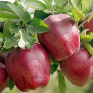 Pom Fructifer - Mar Starking ( 20 bucati ) 1