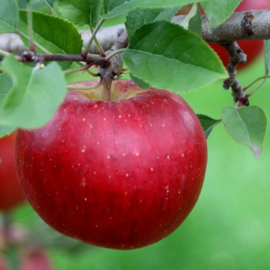 Mar-Topaz-7475 Pom Fructifer - Mar Topaz ( 20 bucati ) 1