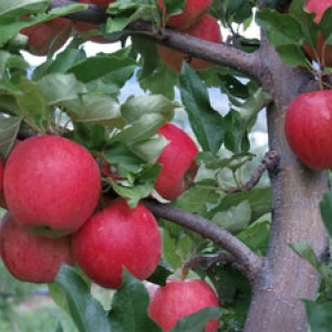 Pom Fructifer - Mar de Vara Vista Bella ( 20 bucati ) 1