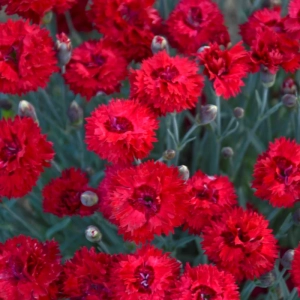 Garofițe Duble Parfumate - Maraschino - Ghiveci 1 L - Înălțime 20 - 30 cm 2