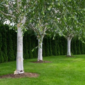 Mesteacan - Betula Pendula - Ghiveci 3 L - Inaltime 120 - 140 cm 2