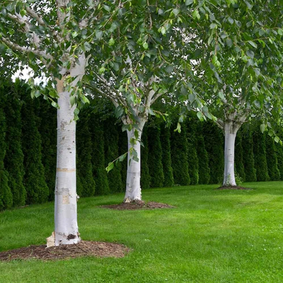 Mesteacan - Betula Pendula - Ghiveci 3 L - Inaltime 120 - 140 cm 2