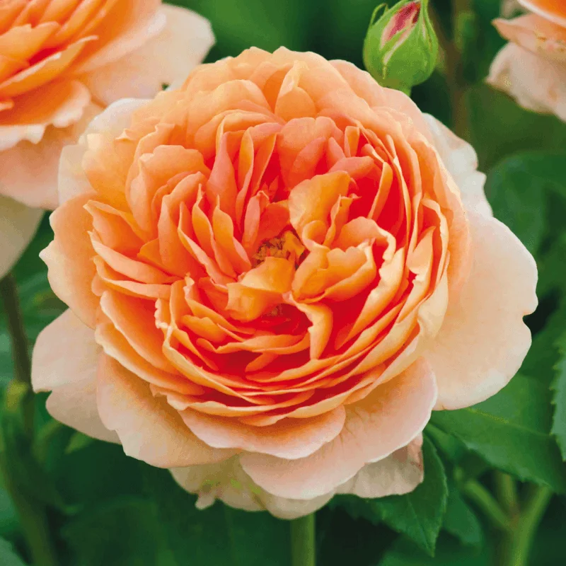 Mill Trandafir "David Austin - Carding Mill" - Ghiveci 3L - anul 3 1