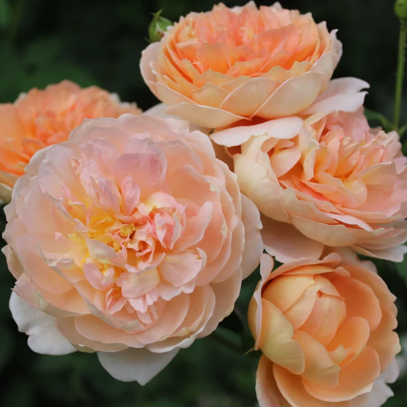 Trandafir "David Austin - Carding Mill" - Ghiveci 3L - anul 3 2