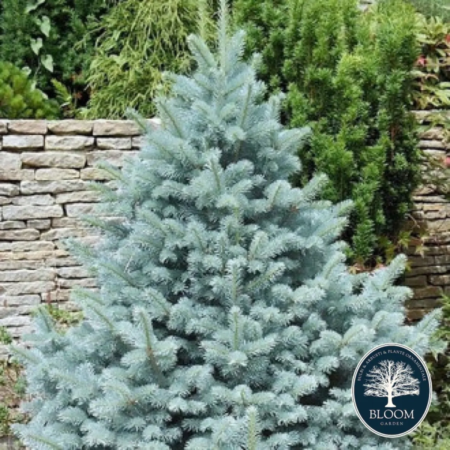 Molid-argintiu-Kaibab-8759 Molid argintiu Kaibab 1