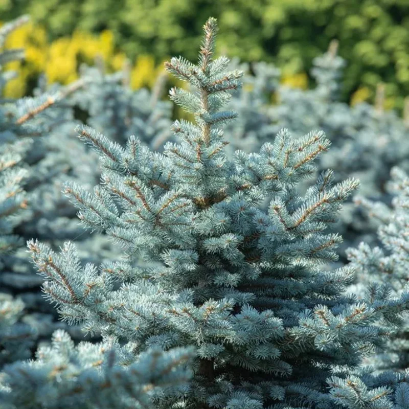 Molid argintiu (Picea pungens Super Blue Seedling) la Ghiveci de 20L (120-150 cm) 2