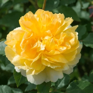 Trandafir "David Austin - Molineux" - Ghiveci 3L - anul 3 1