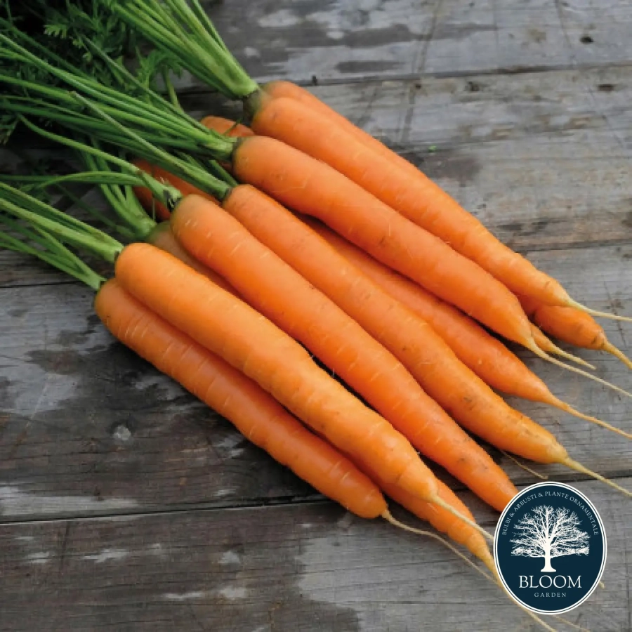 Morcovi Seminte Morcovi 1