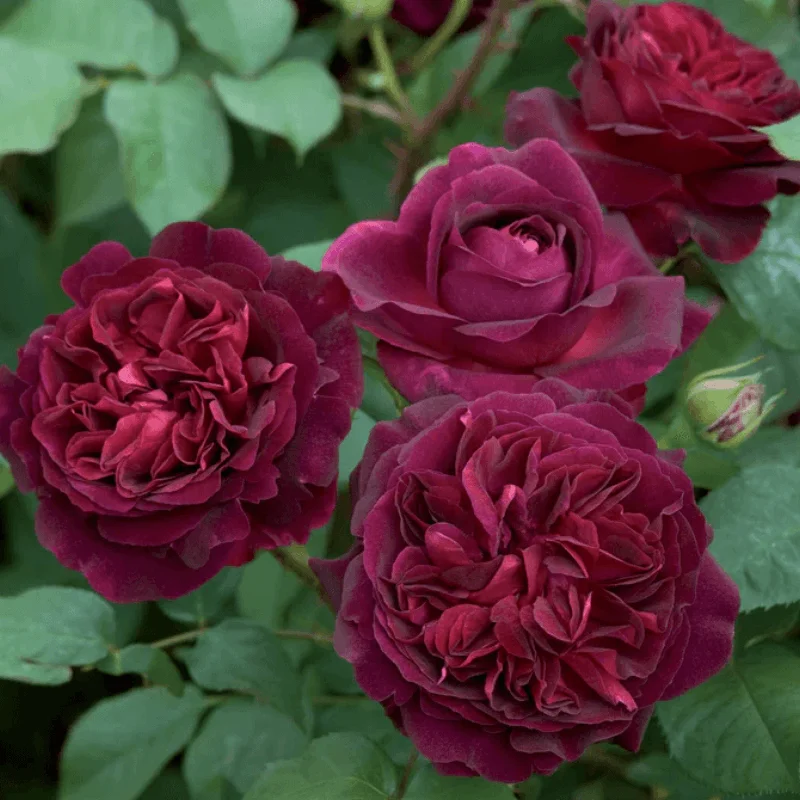 Trandafir "David Austin - Munstead Wood" - Ghiveci 3L - anul 3 2