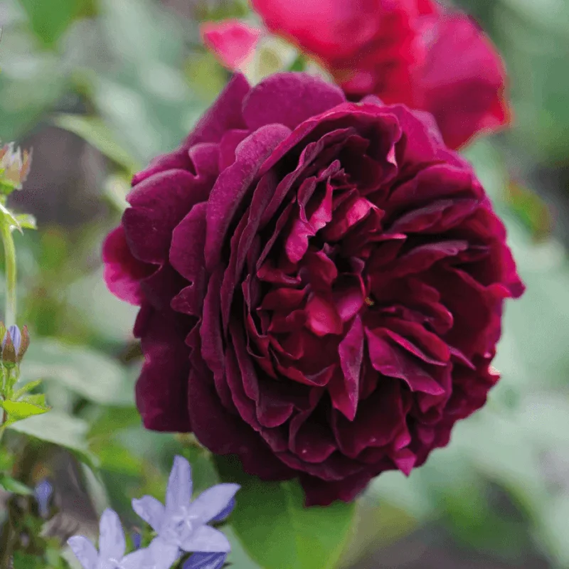 Munstead-Wood1 Trandafir "David Austin - Munstead Wood" - Ghiveci 3L - anul 3 1