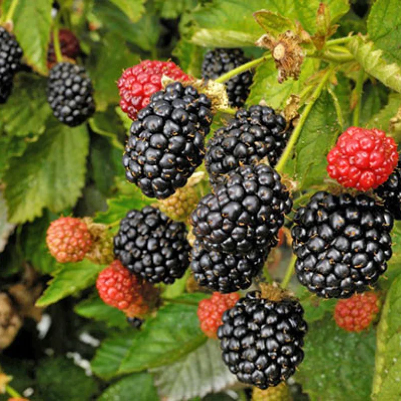 Arbust Fructifer - Mur Thornfree Tufa - Cu Radacina Nuda 1