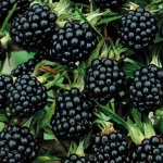 Arbust fructifer - Mur Tip Pom pe Picior Anul 3 cu Radacina Impachetata 1