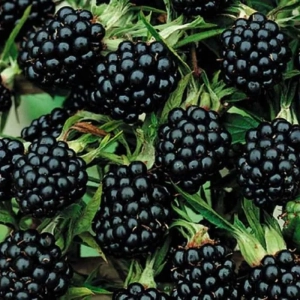 Arbust fructifer - Mur Tip Pom pe Picior Anul 3 cu Radacina Impachetata 1