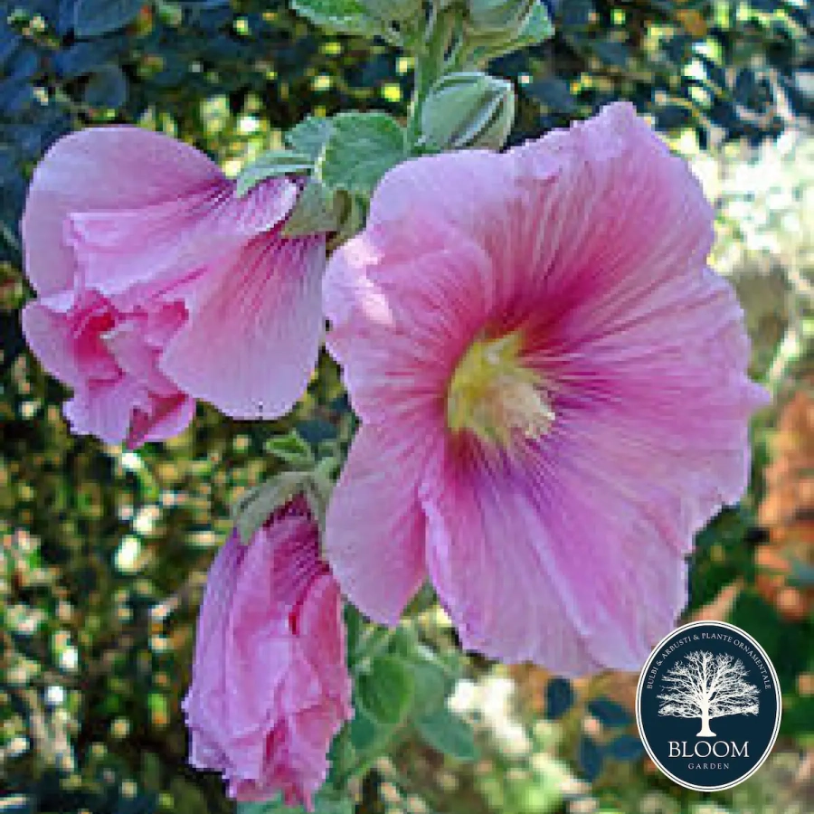 Nalba-Rosea Nalba Rosea 1