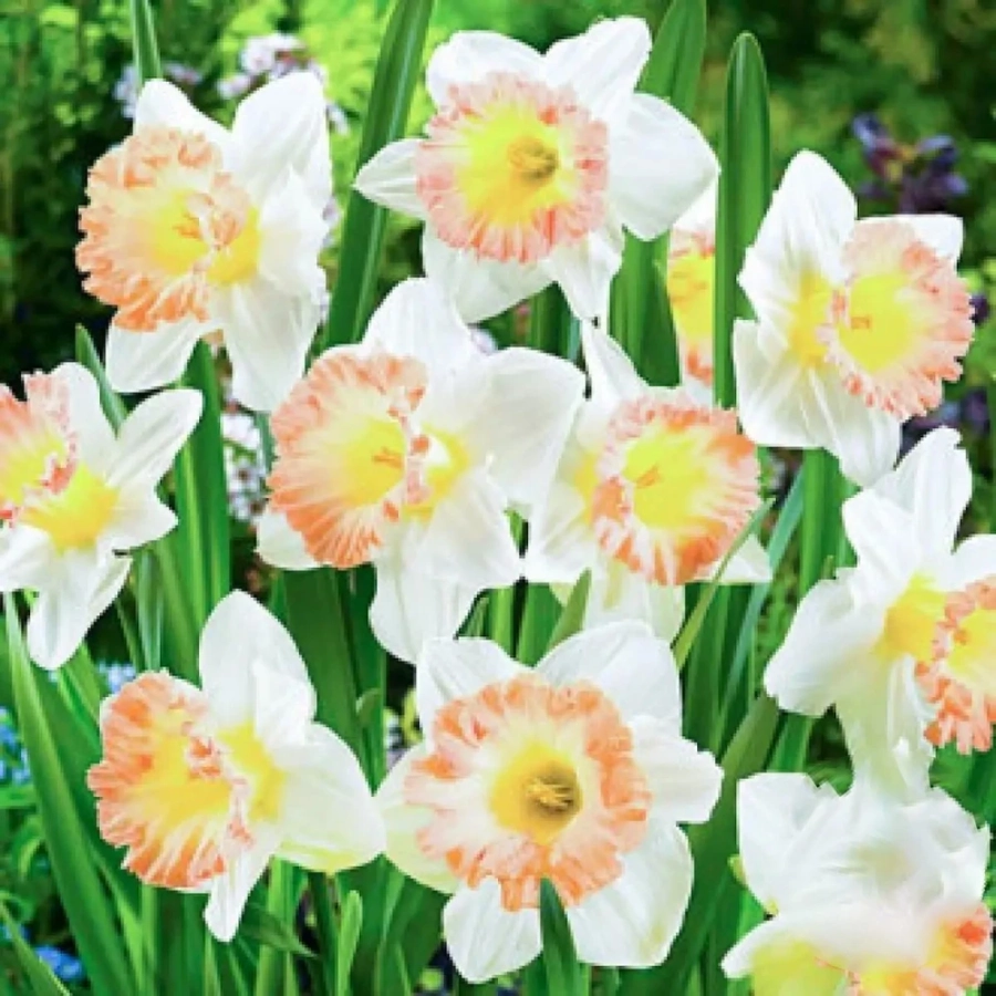 Narcise-British-Gamble-5018 Bulbi de Narcise British Gamble 1