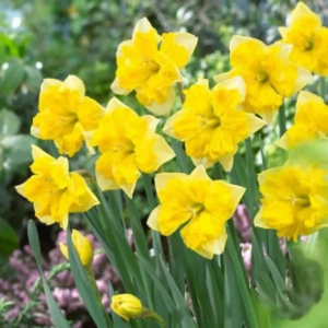 Bulbi de Narcise Chanterelle 1