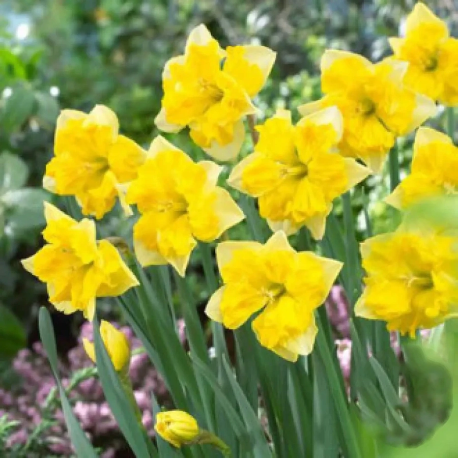 Narcise-Chanterelle-2465 Bulbi de Narcise Chanterelle 1